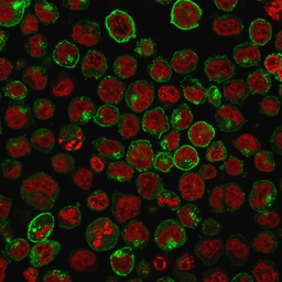 Anti-CD71 antibody [TFRC/1059] used in Immunocytochemistry/ Immunofluorescence (ICC/IF). GTX34548