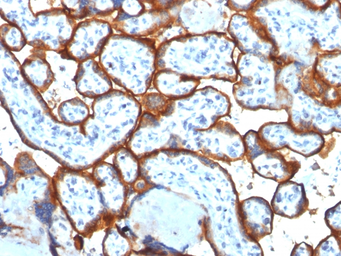 Anti-CD71 antibody [TFRC/1817] used in IHC (Paraffin sections) (IHC-P). GTX34549