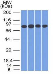 Anti-CD71 antibody [TFRC/1817] used in Western Blot (WB). GTX34549