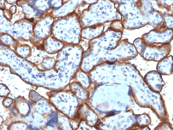 Anti-CD71 antibody [TFRC/1818] used in IHC (Paraffin sections) (IHC-P). GTX34550