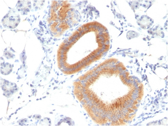 Anti-CD86 antibody [C86/1146] used in IHC (Paraffin sections) (IHC-P). GTX34569