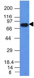 Anti-CD86 antibody [C86/1146] used in Western Blot (WB). GTX34569