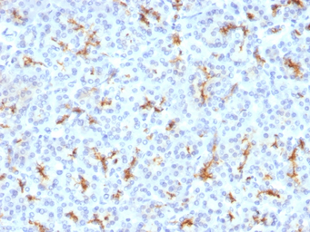 Anti-CFTR antibody [CFTR/1342] used in IHC (Paraffin sections) (IHC-P). GTX34587