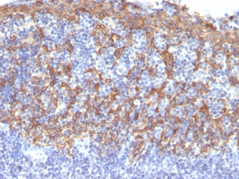 Anti-Cytokeratin 14 antibody [LL002] used in IHC (Paraffin sections) (IHC-P). GTX34631