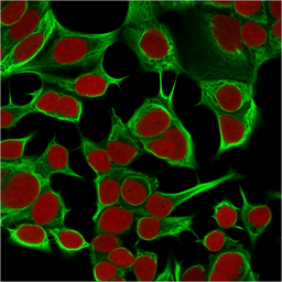 Anti-Cytokeratin 18 antibody [KRT18/834] used in Immunocytochemistry/ Immunofluorescence (ICC/IF). GTX34642