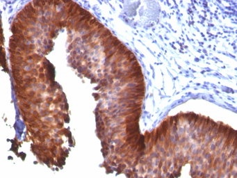 Anti-Cytokeratin 18 antibody [KRT18/835] used in IHC (Paraffin sections) (IHC-P). GTX34643