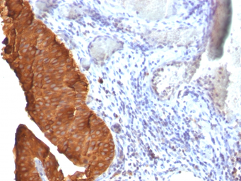 Anti-Cytokeratin 19 antibody [SPM561] used in IHC (Paraffin sections) (IHC-P). GTX34649