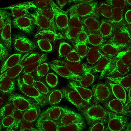 Anti-Cytokeratin 8 antibody [K8/383] used in Immunocytochemistry/ Immunofluorescence (ICC/IF). GTX34666