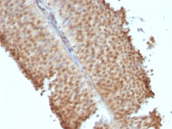 Anti-Estrogen Receptor beta antibody [ERb455] used in IHC (Paraffin sections) (IHC-P). GTX34711