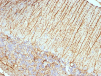 Anti-GFAP antibody [ASTRO/789] used in IHC (Paraffin sections) (IHC-P). GTX34758