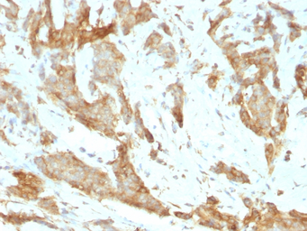 Anti-GRP94 antibody [SPM249] used in IHC (Paraffin sections) (IHC-P). GTX34772