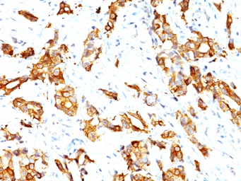 Anti-HSP27 antibody [SPM252] used in IHC (Paraffin sections) (IHC-P). GTX34782