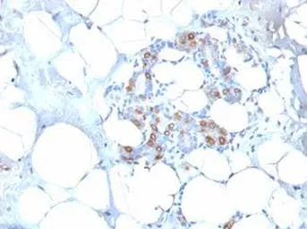 Anti-HSP27 antibody [SPM252] used in IHC (Paraffin sections) (IHC-P). GTX34782