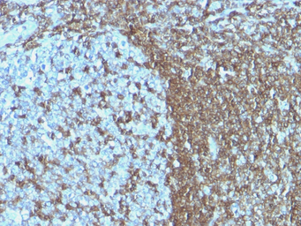 Anti-ICAM3 antibody [ICAM3/1019] used in IHC (Paraffin sections) (IHC-P). GTX34791