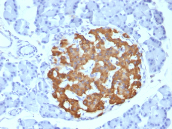Anti-Insulin antibody [IRDN/794] used in IHC (Paraffin sections) (IHC-P). GTX34798