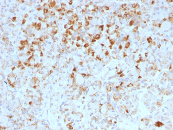 Anti-LH beta antibody [LHb/1214] used in IHC (Paraffin sections) (IHC-P). GTX34807