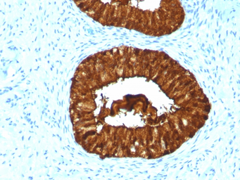 Anti-MAML3 antibody [MAML3/1303] used in IHC (Paraffin sections) (IHC-P). GTX34815