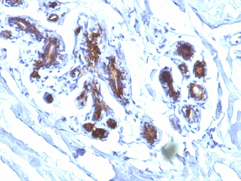 Anti-Milk Fat Globule 1 antibody [EDM45] used in IHC (Paraffin sections) (IHC-P). GTX34841
