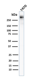 Anti-MUC1 antibody [MUC1/955] used in Western Blot (WB). GTX34852