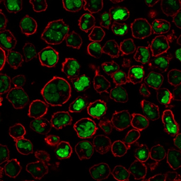Anti-Nucleolin antibody [NCL/902] used in Immunocytochemistry/ Immunofluorescence (ICC/IF). GTX34914