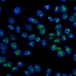 Anti-Nucleolin antibody [SPM614] used in Immunocytochemistry/ Immunofluorescence (ICC/IF). GTX34915