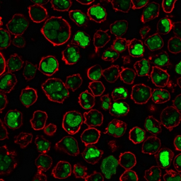 Anti-Nucleolin antibody [364-5] used in Immunocytochemistry/ Immunofluorescence (ICC/IF). GTX34916