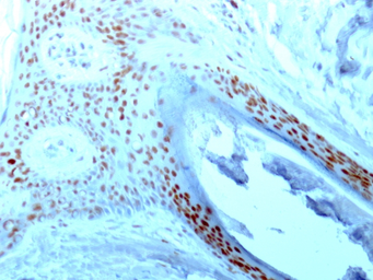 Anti-Nucleolin antibody [364-5] used in IHC (Paraffin sections) (IHC-P). GTX34916