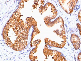 Anti-ODC antibody [ODC1/485] used in IHC (Paraffin sections) (IHC-P). GTX34919