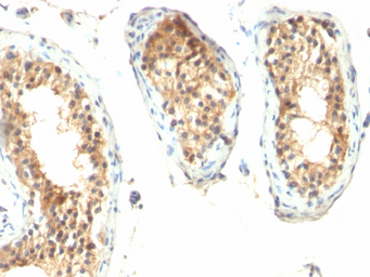 Anti-ODC antibody [ODC1/485] used in IHC (Paraffin sections) (IHC-P). GTX34919