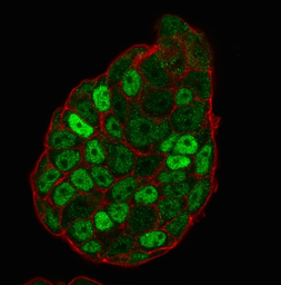 Anti-p27 Kip1 antibody [SX53G8] used in Immunocytochemistry/ Immunofluorescence (ICC/IF). GTX34928