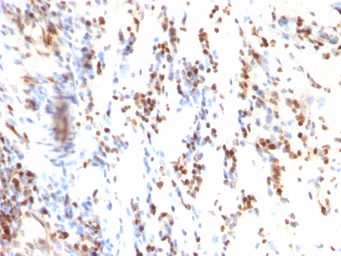 Anti-p27 Kip1 antibody [KIP1/769] used in IHC (Paraffin sections) (IHC-P). GTX34930