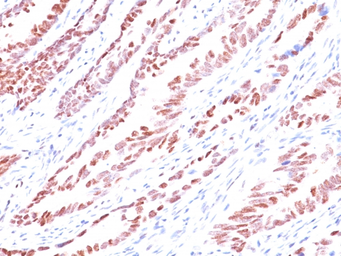 Anti-p57 Kip2 antibody [KP10] used in IHC (Paraffin sections) (IHC-P). GTX34939