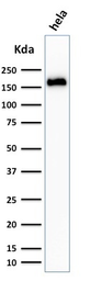 Anti-PODXL antibody [3D3] used in Western Blot (WB). GTX34977