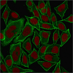 Anti-SPTBN2 antibody [SPTBN2/1584] used in Immunocytochemistry/ Immunofluorescence (ICC/IF). GTX35091