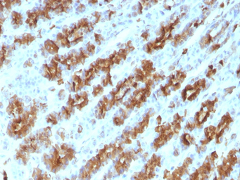 Anti-TNF alpha antibody [TNFA/1172] used in IHC (Paraffin sections) (IHC-P). GTX35131