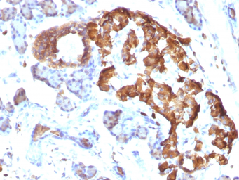 Anti-TNF alpha antibody [TNFA/1172] used in IHC (Paraffin sections) (IHC-P). GTX35131