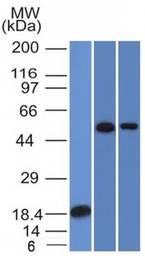 Anti-TOX3 antibody [TOX3/1124] used in Western Blot (WB). GTX35140