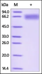 Human ILT-4 protein, His tag (active). GTX35193-pro