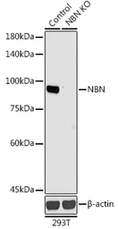 Anti-NBS1 antibody used in Western Blot (WB). GTX35197