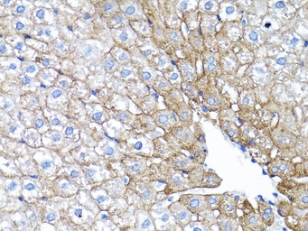 Anti-EGFR antibody used in IHC (Paraffin sections) (IHC-P). GTX35199