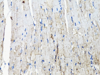 Anti-EGFR antibody used in IHC (Paraffin sections) (IHC-P). GTX35199