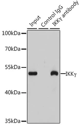 Anti-IKK gamma antibody used in Immunoprecipitation (IP). GTX35211