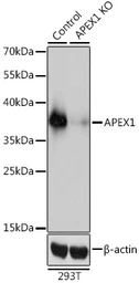 Anti-APE1 antibody used in Western Blot (WB). GTX35233