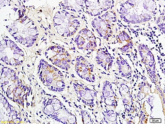 Anti-CD163 antibody used in IHC (Paraffin sections) (IHC-P). GTX35247