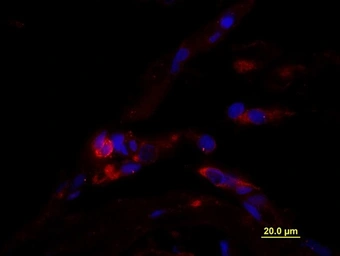 Anti-CD163 antibody used in IHC (Paraffin sections) (IHC-P). GTX35247
