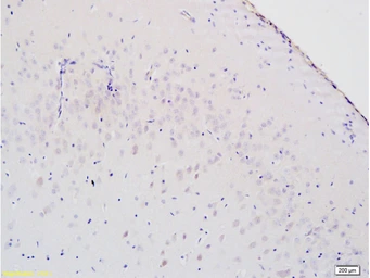 Anti-8-OHdG antibody used in IHC (Paraffin sections) (IHC-P). GTX35250