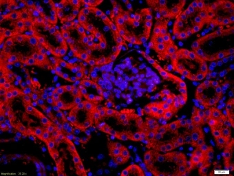 Anti-FAP antibody used in IHC (Paraffin sections) (IHC-P). GTX35261