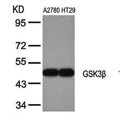 Anti-GSK3 beta antibody used in Western Blot (WB). GTX37303