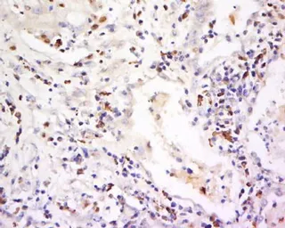 Anti-CD94 antibody used in IHC (Paraffin sections) (IHC-P). GTX37330