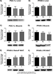 Anti-PGC1 alpha antibody used in Western Blot (WB). GTX37356